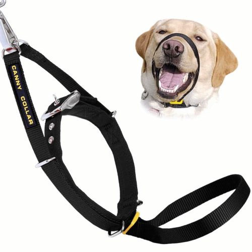 Canny Collar Canny Collar